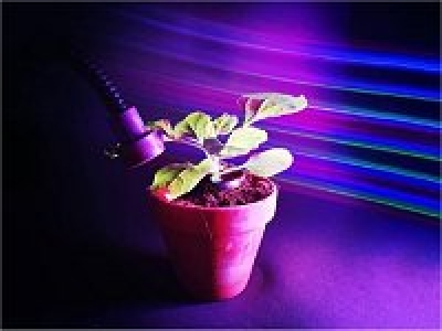 Plantas controladas com luz prometem dispensar agrotóxicos 